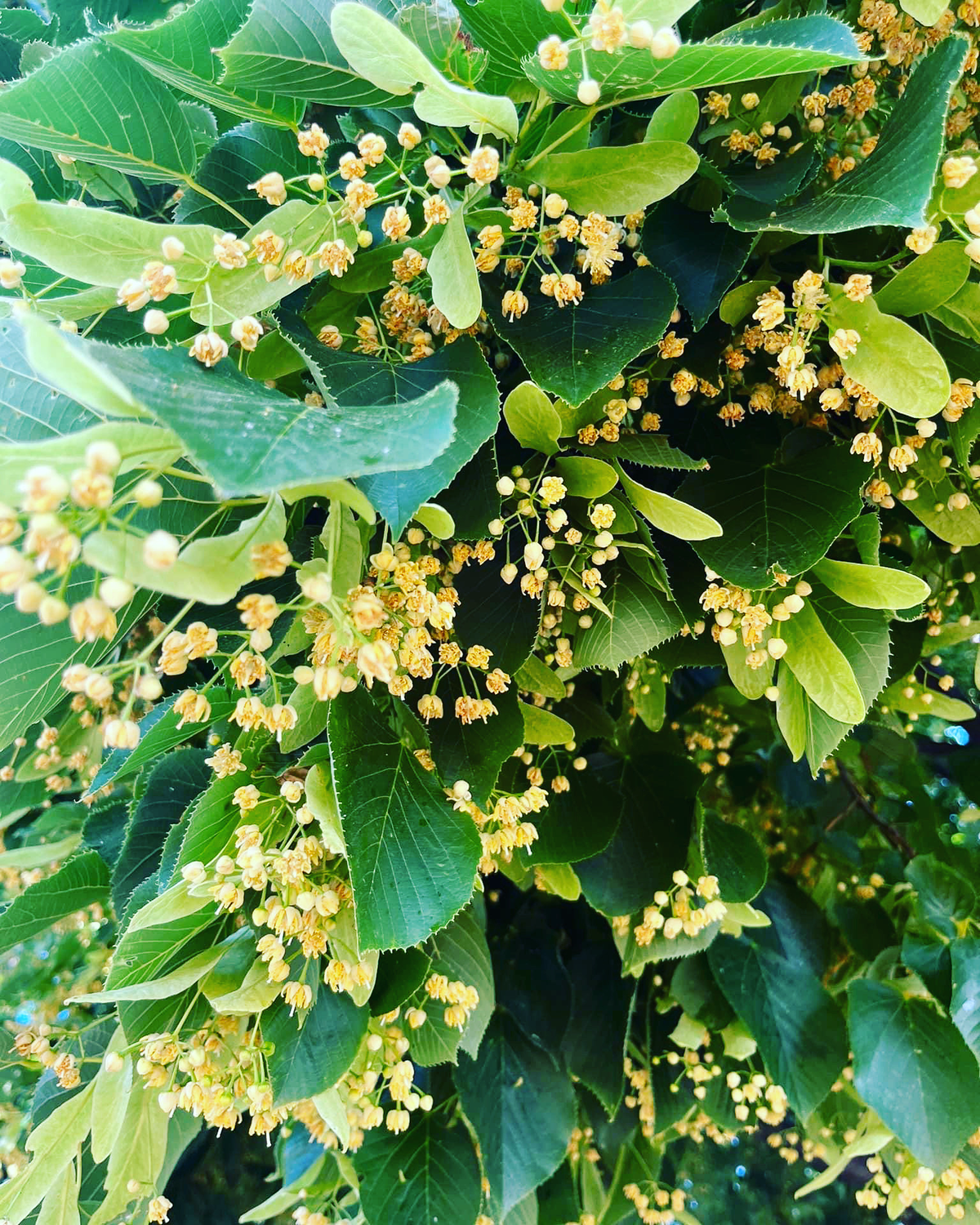 Flowers on a Basswood Tree.