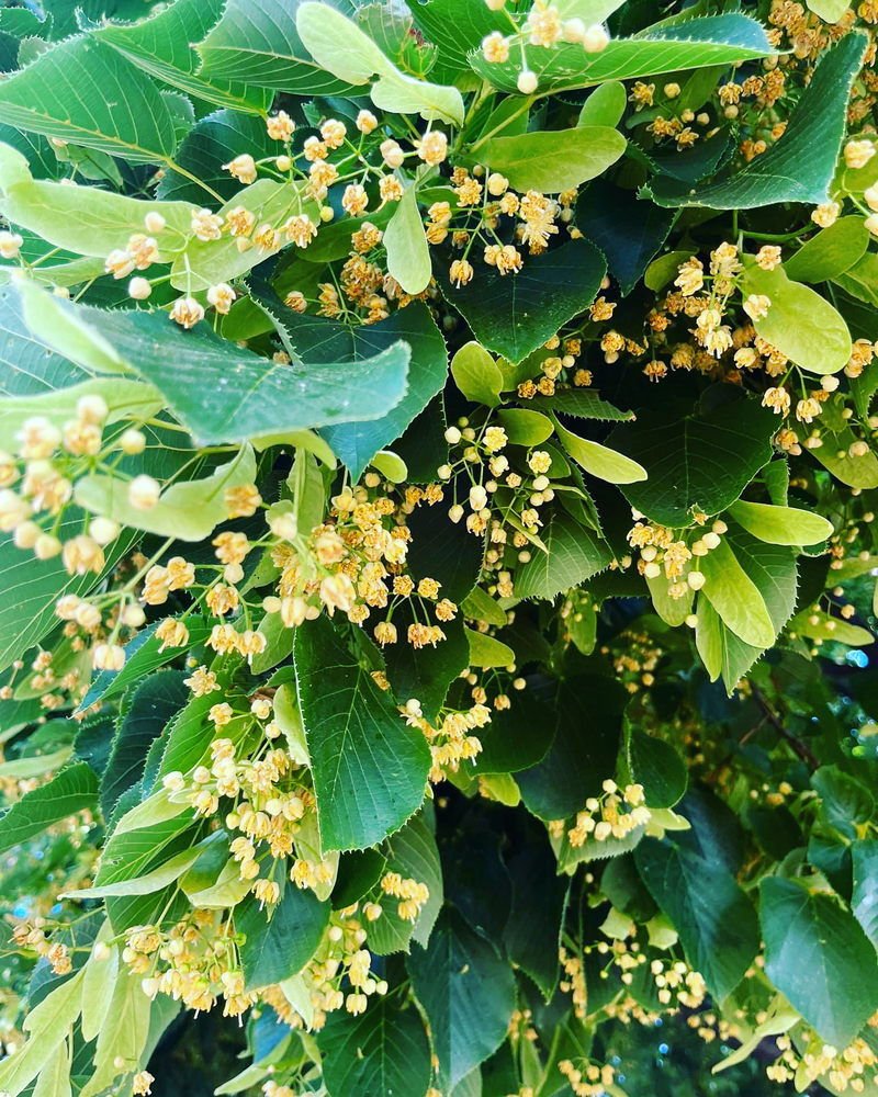 Flowers on a Basswood Tree.