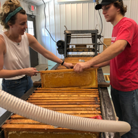 Uncapping Basswood Honey Frames.