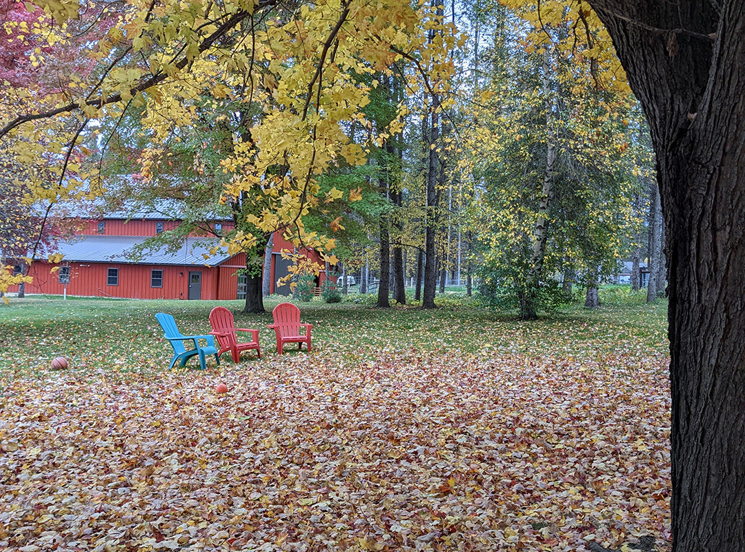 Lazy Goat red barn and chairs under a fall canopy of beautiful leaves.