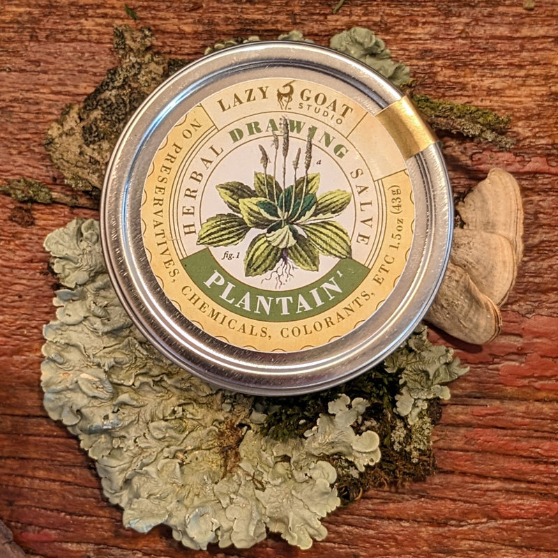 Plantain Herbal Drawing salve in a 1.5oz tin with twist top.