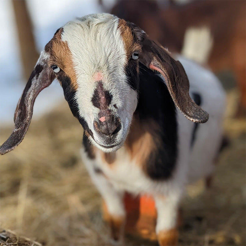 Coming soon! A photo of Teddy - the Billy Goat.